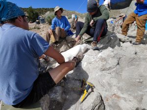 Paleontology digs demonstrating fossil casting, fossil lab preparation.
